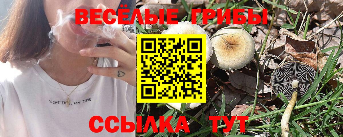 Псилоцибиновые грибы Psilocybe Сергиев Посад